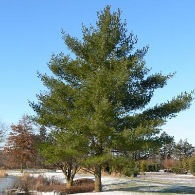 Pinus strobus 