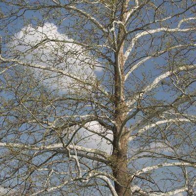 Platanus occidentalis 