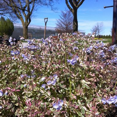 Polemonium reptans Stairway to Heaven