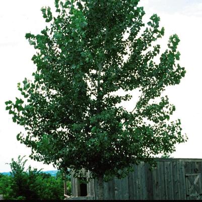 Populus tremuloides 