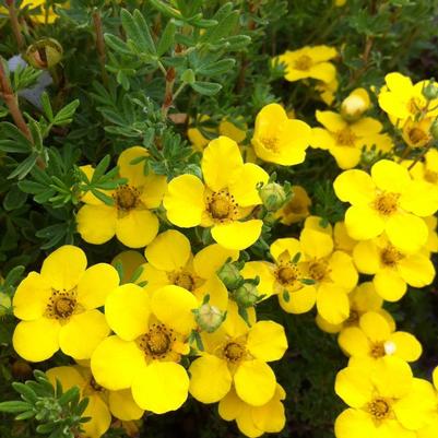 Potentilla fruticosa Farreri