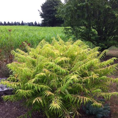 Rhus typhina Bailtiger