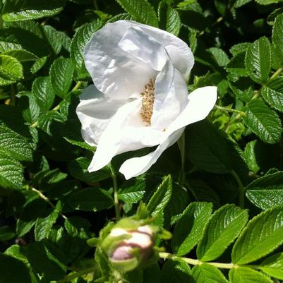 Rosa rugosa Alba