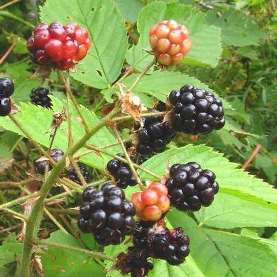 Rubus allegheniensis 