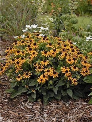 Rudbeckia fulgida var. sullivantii Little Goldstar