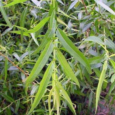 Salix nigra 