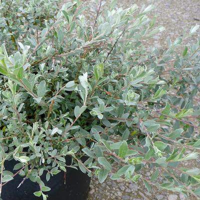 Salix repens 