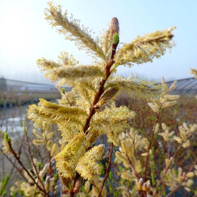 Salix udensis Sekka