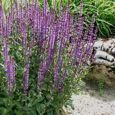 Salvia nemorosa Caradonna