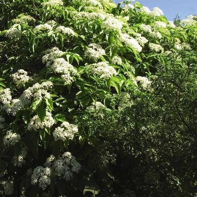 Sambucus canadensis Aurea