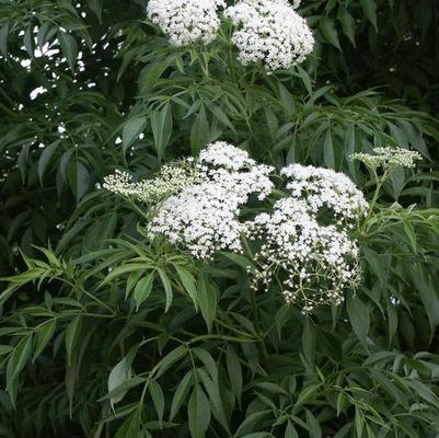 Sambucus canadensis 