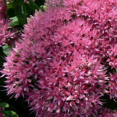 Sedum spectabile Neon