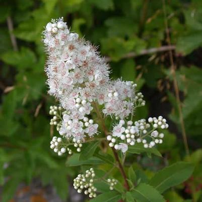 Spiraea alba 