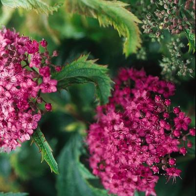 Spiraea japonica Crispa