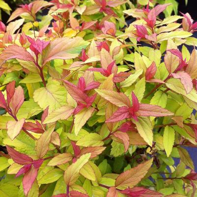 Spiraea japonica Goldflame