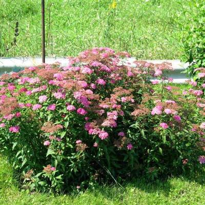 Spiraea japonica Shirobana