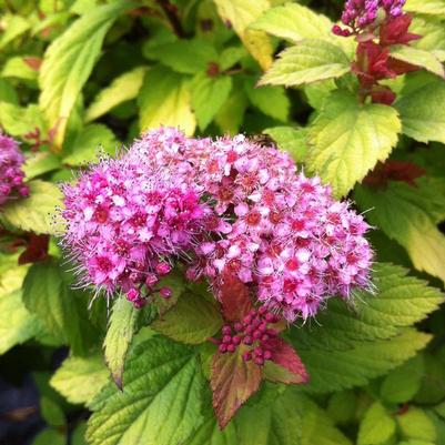 Spiraea japonica Walbuma