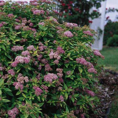 Spiraea japonica Mertyann