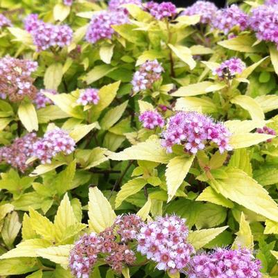 Spiraea x Gold Mound