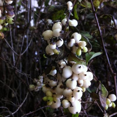 Symphoricarpos albus 