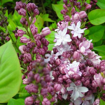 Syringa x vulgaris Agincourt Beauty