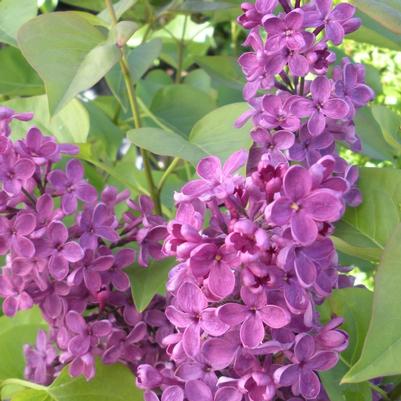 Syringa x vulgaris Ludwig Spaeth