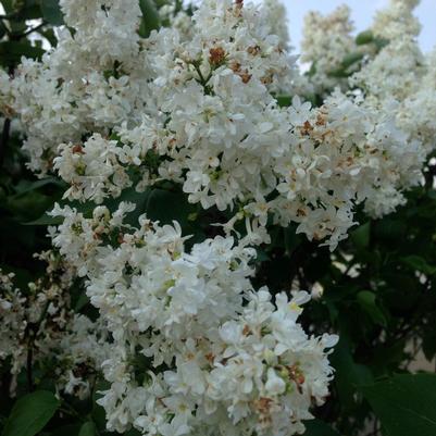 Syringa x vulgaris Madame Lemoine