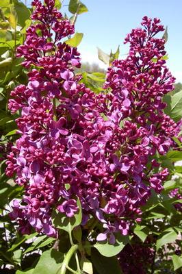 Syringa x vulgaris Monge