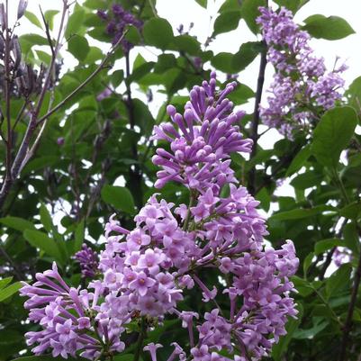 Syringa x prestoniae Nocturne