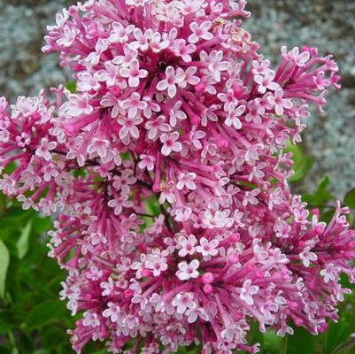 Syringa x Bailbelle