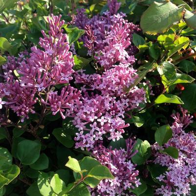 Syringa meyeri Palibin (Dwarf Korean Lilac)