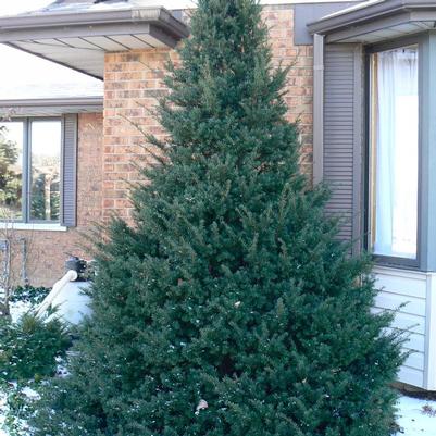 Taxus cuspidata Capitata