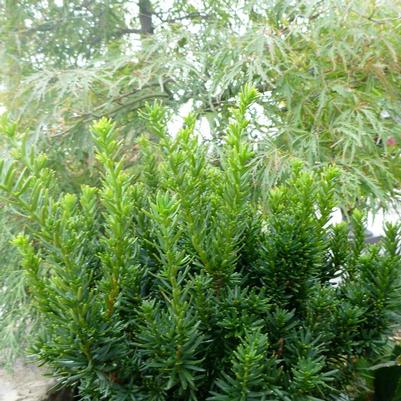 Taxus cuspidata Nana