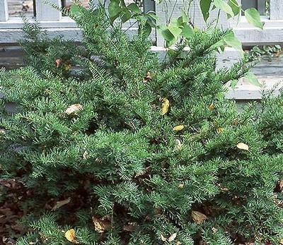 Taxus cuspidata (spreading) 