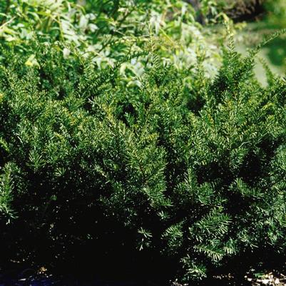 Taxus x media Densiformis