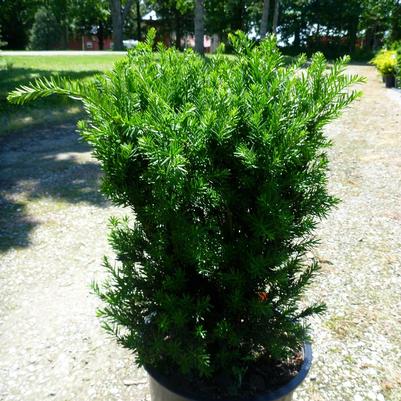 Taxus x media Hillii