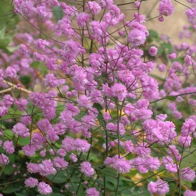 Thalictrum delavayi Hewitt's Double