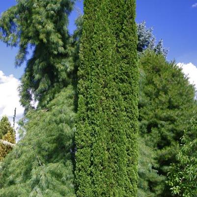 Thuja occidentalis Degroot's Spire