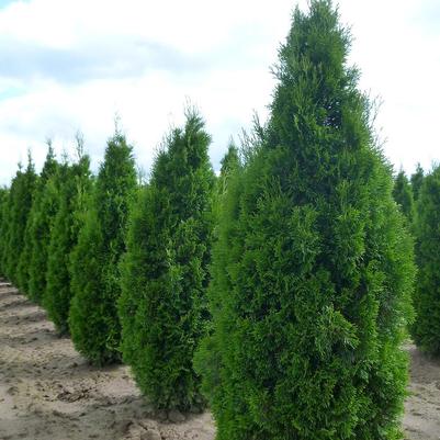 Thuja occidentalis Emerald