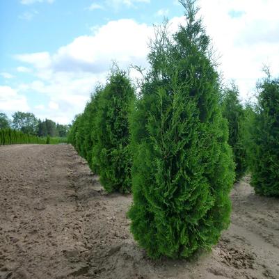 Thuja occidentalis Fastigiata