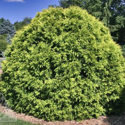 Thuja occidentalis Golden Globe