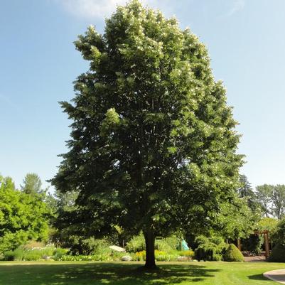 Tilia tomentosa Sterling Silver