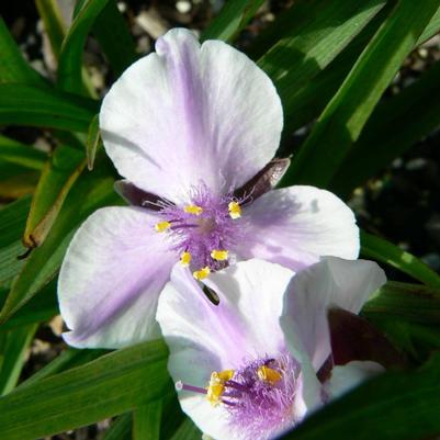 Tradescantia x Bilberry Ice