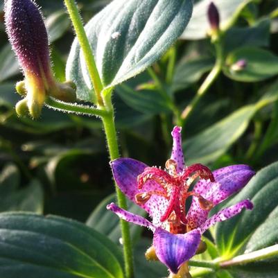 Tricyrtis formosana Gilt Edge