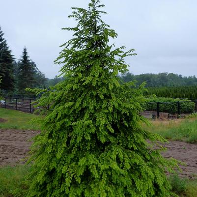 Tsuga canadensis 