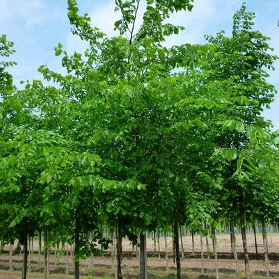 Ulmus americana Valley Forge