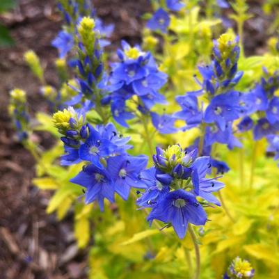 Veronica prostrata Buttercup