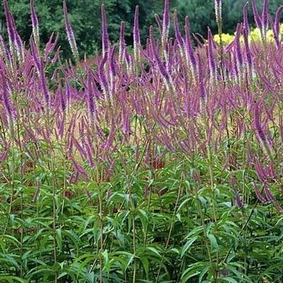 Veronicastrum virginicum Fascination