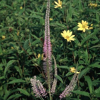 Veronicastrum virginicum Lavendelturm