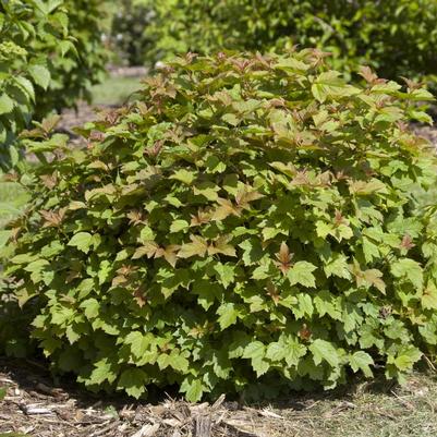 Viburnum opulus Compactum